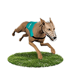 JY娛樂城娛樂城白金賽狗